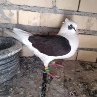 کبوور دوکت