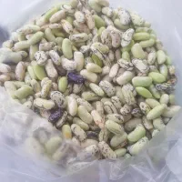 پاچ باقلا دانه درشت تازه تازه|خوردنی و آشامیدنی|رشت, دیانتی|دیوار