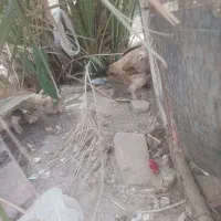 مرغ نصل دار
