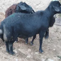 گوسفند نر (بران)قوچ