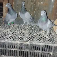 کقتر سبز ماده|پرنده|جوین, |دیوار