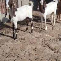 چهارراس بزویک نربزپاکستانی کل وپانزده راس شیشک میش|حیوانات مزرعه|اسفراین, |دیوار