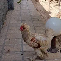 خروس سلطان جوان