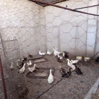 بوقلمون و اردک محلی و غاز