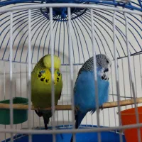 مرغ عشق انگلیسی گرید A اورجینال
