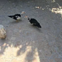 اردک اسراییلی ماده