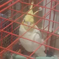 قناری وعروس هلندی لطفا کامل بخوانید