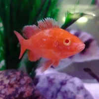 سیچیلاید و پرت کانویکت