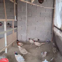 مرغ و خروس های زینتی در انواع نژاد|حیوانات مزرعه|رشت, شهرک قدس|دیوار