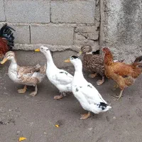 اردک ارگانیک وگوشتی