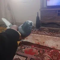 سلام یک جفت کفتر پلنگ|پرنده|بم, |دیوار