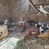 زینتی جوجه|پرنده|اردکان, |دیوار