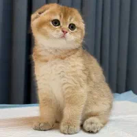 اسکاتیش کپلی