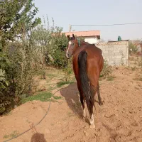 اسب مادیان دوخون قد ۱۶۰ بلند آبستن|اسب و تجهیزات اسب‌سواری|تهران, المهدی|دیوار