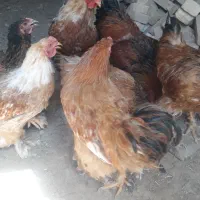 ۶تاخروس ۲تومن