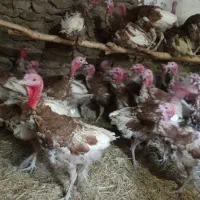 قلی سوری خرت 6کیلو