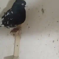 30عددکفتر بهبهانی وپلاکی همگی نر تضمینی|پرنده|داراب, |دیوار