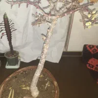 بنسای ‌کراسولا