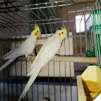 یک جفت عروس هلندی مولد|پرنده|مهاباد (آذربایجان غربی), |دیوار