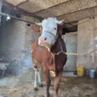 گاوشیر۲۰گوساله ماده|حیوانات مزرعه|اراک, |دیوار