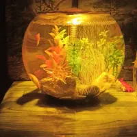 فروش ماهی گوپی و کالر