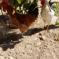 خروس سرحال