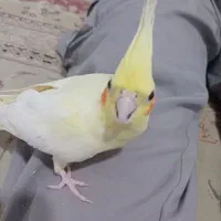 عروس هلندی