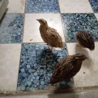 بلدرچین 40 روزه ماده تخم گزار