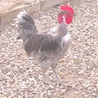خروس