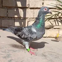 کبوتر زریی پلاکی نر جوستونی|پرنده|اهواز, کمپلو شمالی|دیوار