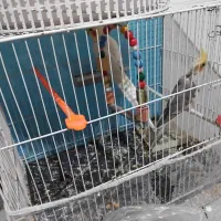 عروس هلندی خیلی خوب|پرنده|تربت جام, شاهد|دیوار