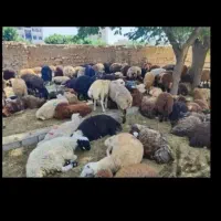 بره کاملاً بهداشتی واکسن زده