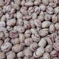 فروش انواع لوبیا دست چین درجه یک و بوجار شده خوش