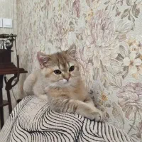 گربه بریتیش