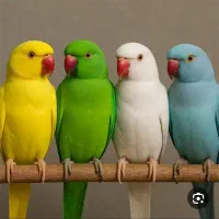 لامرد|پرنده|لامرد, |دیوار