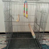 قفس عروس هلندی