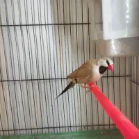 یک عدد فنج کراواتی نر معاوضه با قناری گلاستر|پرنده|تبریز, |دیوار