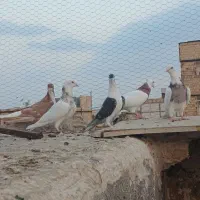 کفتر