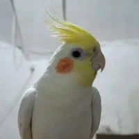عروس‌ هلندی گمشده