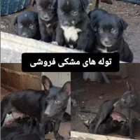 سگ خانگی روباهی