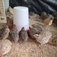 بلدرچین کشتاری نر