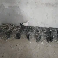 کبوتر دمی و طوقی|پرنده|بردخون, |دیوار