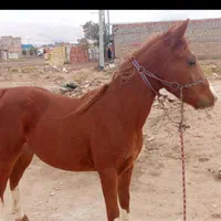 نریون شجره دار فروشی