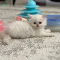 پرشین عروسکی و هیمالین رد پوینت|گربه|ارومیه, |دیوار