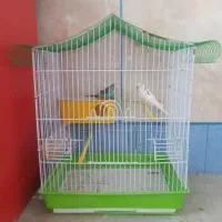 یک جفت مرغ عشق با قفس خیلی خیلی بزرگ|پرنده|لردگان, |دیوار