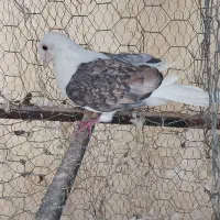 کبوتر|پرنده|کازرون, |دیوار