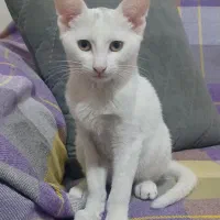 واگذاری بچه گربه سفید