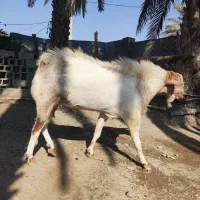 نری بزرگ|حیوانات مزرعه|تخت, |دیوار