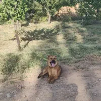 سن سگ|سگ|کشکسرای, |دیوار