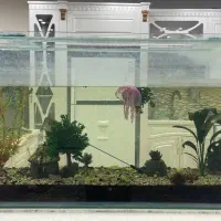 تمیز و سالم برای قیمت تماس بگیرید